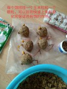 辽河海竿钓鲤鱼多年，玉米面最好用，附糟食饵配制步骤