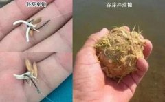 被钓鱼人忽视的绿色钓饵谷芽，制作过程及使用方法