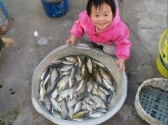酒米窝料诱鱼，钓获100多条野生鲫鱼