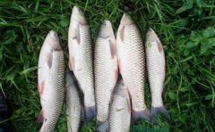 夏季野钓大鱼必备八种糙食饵料配方