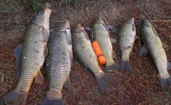 夏季野钓必备的七个自制饵料配方