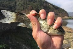 秋季多降温，巧用2种饵料，帮你轻松解决鱼口