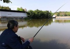 饵料入水鱼儿也吃，中鱼率较低！建议从这几方面找原因