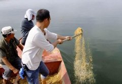 冬季打窝来鱼慢？不是窝料味道差，不是钓位不够好