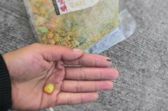 这才是玉米饵最牛的用法秘诀，猛拔鲤鱼十拿九稳