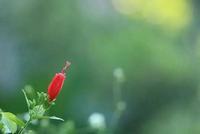 黄菊花的花语，高雅的品格