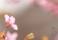栀子花的花语，你是我一生的守候