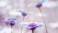 丁香花语和象征