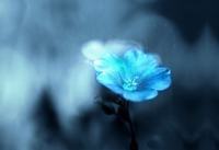 关于海棠花的花语和故事传说
