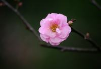 深山含笑的花语是什么