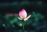四叶草花语