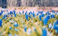 紫色丁香花的花语