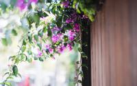 山楂花是什么颜色 山楂花的花期和花语