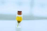 四叶草的花语 四叶草的花语是啥