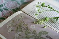 牡丹的花语，国色天香花开富贵