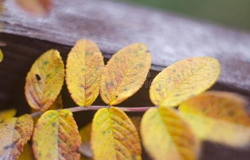 毛茛花语是什么意思