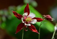 铃兰花的花语和图片 铃兰花什么时候种最好