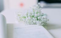双生花的花语和象征代表意义