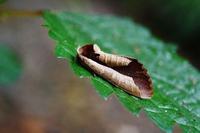 钓鲤鱼、草鱼及鲢鳙的打窝料使用技巧