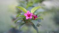 曼珠沙华花语 曼珠沙华花语是什么意思