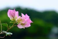 勿忘我的花语，无论何时请记得我