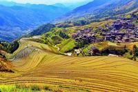 因地制宜化学防除油菜田杂草