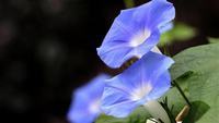 木兰花花语是什么 木兰花怎么种养殖