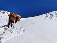蒲公英花语 蒲公英花语是什么