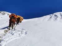 放养青壳虾更利于提高其产量