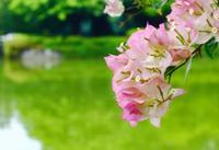 毛茛花语是什么意思