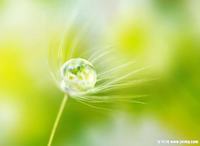 各色康乃馨的花语