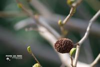 夏天栽培大白菜技术须知