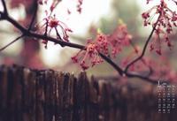 玉兰花的花语