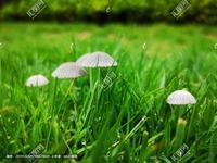 睡火莲插花瓶里怎么养 睡火莲的花语寓意