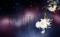 四季海棠花语有哪些？