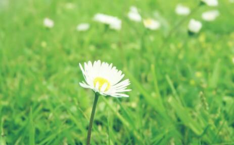 紫花地丁香花语 紫花地丁香花语是什么