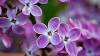山茶花花语，代表胜利之花