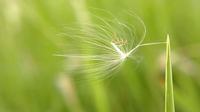 木兰花的花语和寓意是什么 木兰花的寓意是什么
