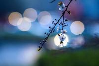 曼陀罗花花语，异域黑暗之花