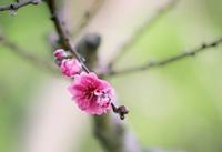 向日葵和雏菊搭配花语 向日葵和雏菊搭配花语是什么