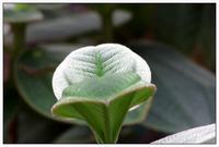奶油花花语