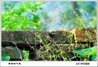 飘香藤花语和寓意