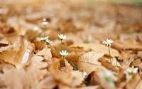 龙芽草的花语，会撒娇的花儿也好命