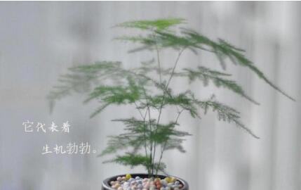 紫色郁金香花语和寓意 紫色郁金香花语和寓意是什么
