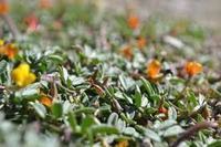 木槿花花语是什么意思 木槿花有什么寓意