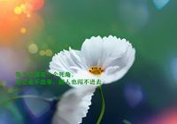 牵牛花的花语