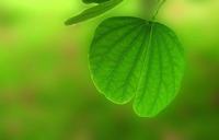 兰花卡多利亚花语
