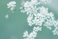 花语与用花习俗