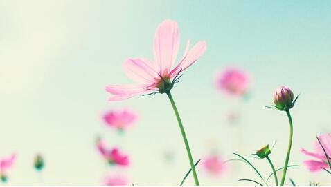 矢车菊的花语，遇见幸福遇见你
