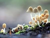 解读睡莲的花语和故事传说